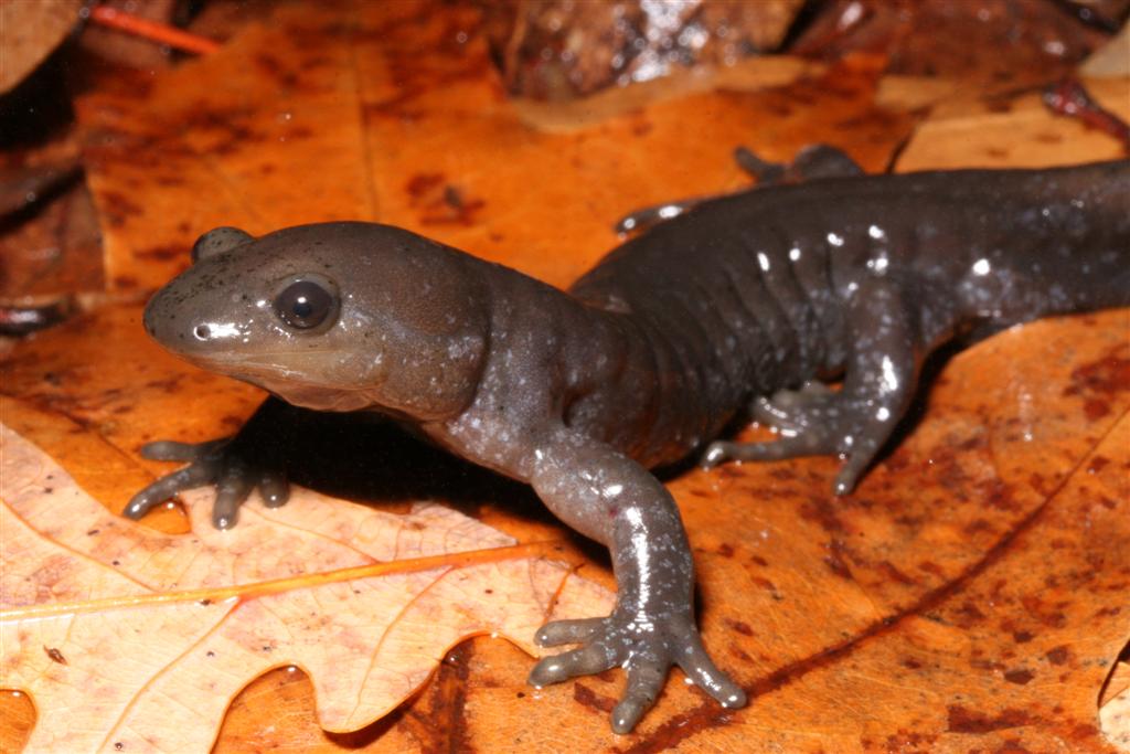 Jefferson salamander adult. Jefferson salamander adult. Credit: Charlie Eichelberger